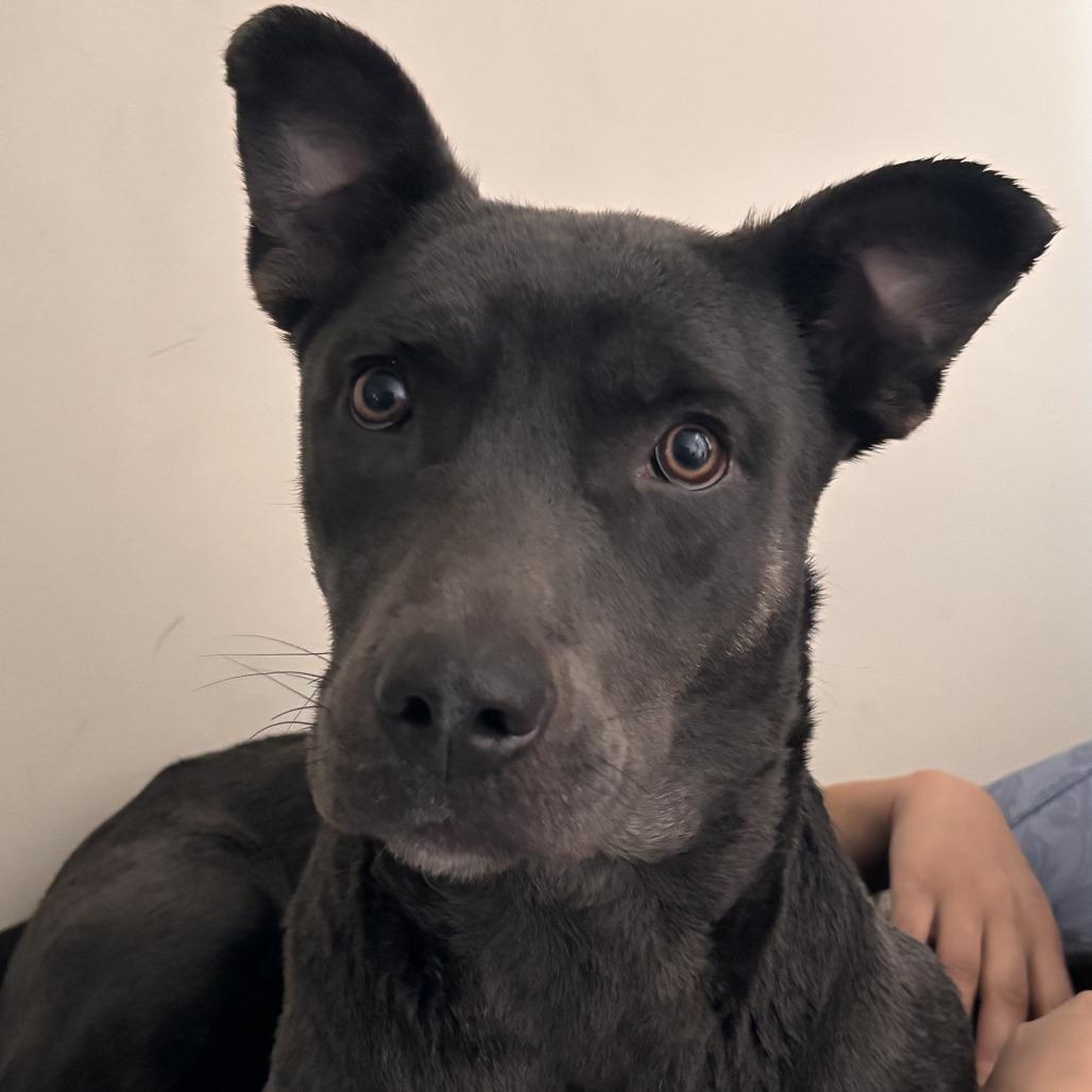 Milly Noon, a Adoptable Mixed Breed in Dover, NH image 5/6