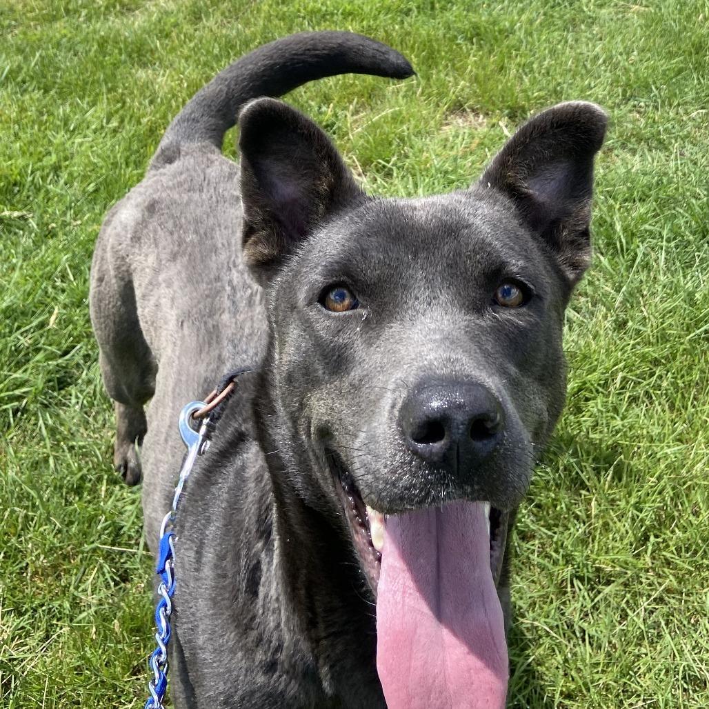 Milly Noon, a Adoptable Mixed Breed in Dover, NH image 5/6