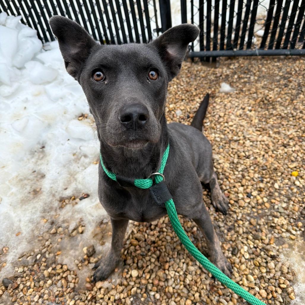 Milly Noon, a Adoptable Mixed Breed in Dover, NH image 6/6