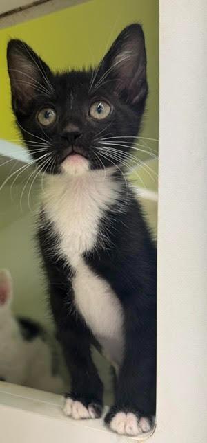 Martini, Adoptable, Kitten Female Domestic Short Hair.