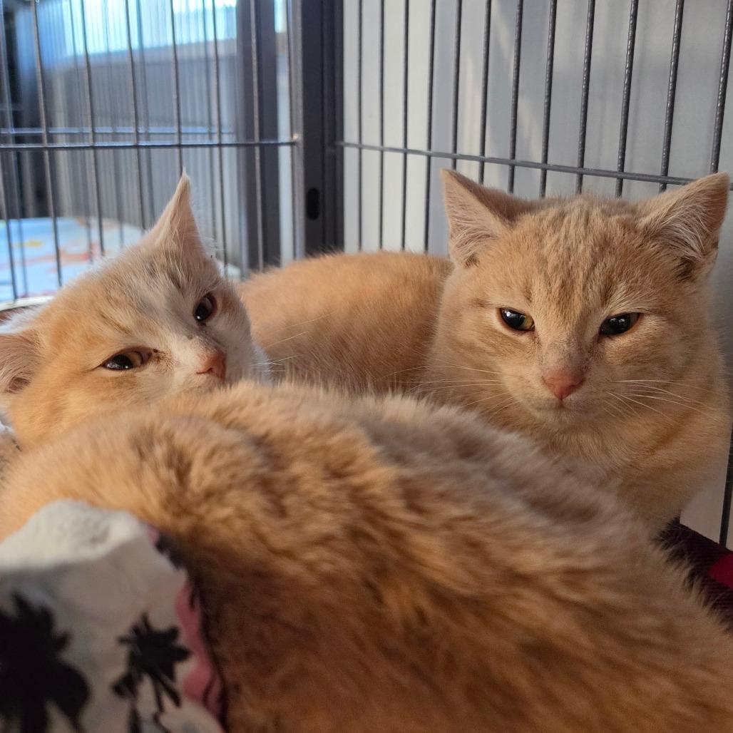 Enlarge Pipe Cleaner, a Adoptable Domestic Short Hair in Muncie, IN image 1/1