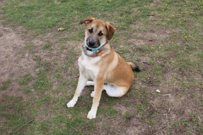 Thatcher, Adoptable, Adult Male Shepherd & Mixed Breed.