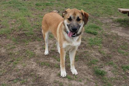 Thatcher, a Adoptable mixed breed in Kansas City, MO image 2/3