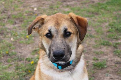 Thatcher, a Adoptable mixed breed in Kansas City, MO image 3/3