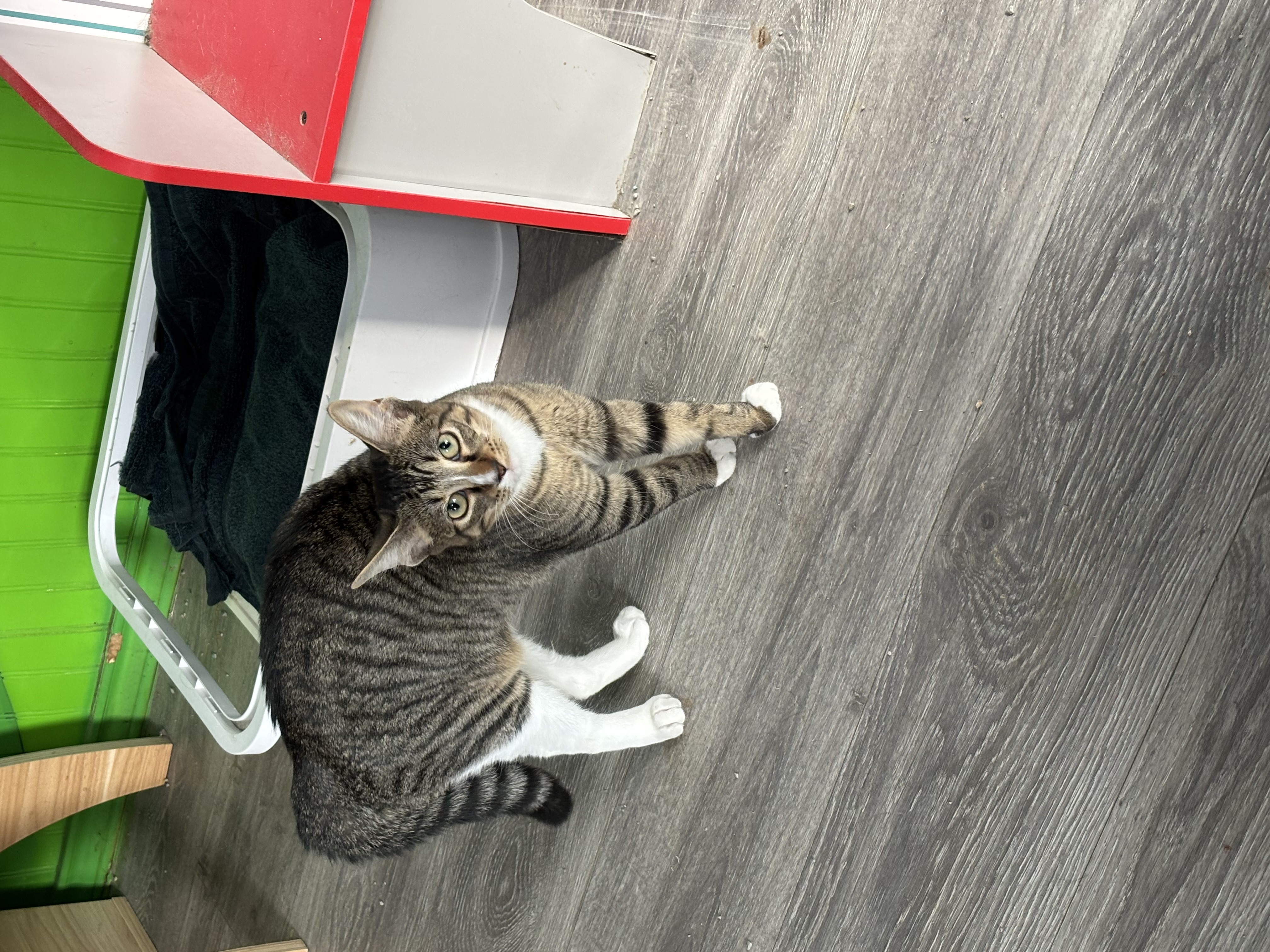 Rory, Adoptable, Young Female Tabby.