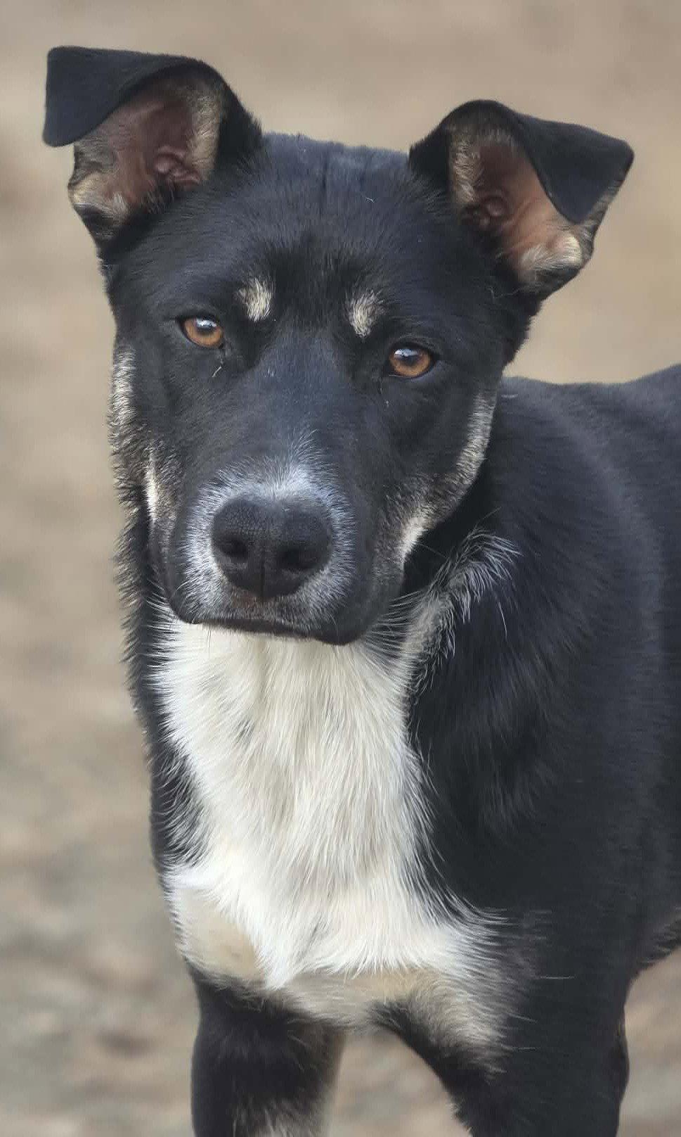 Bodhi, a Adopted Mixed Breed in Fenton, MO image 2/3