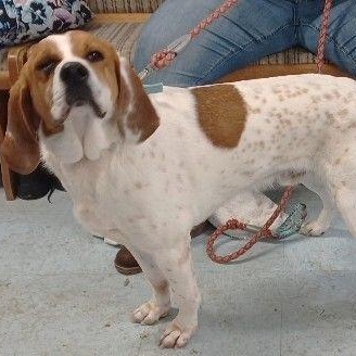 Sammy, Adult Male unknown