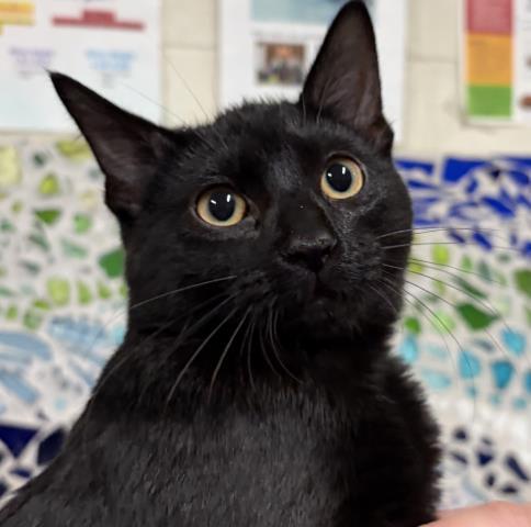 DOUG, Adoptable, Kitten Male Domestic Short Hair.