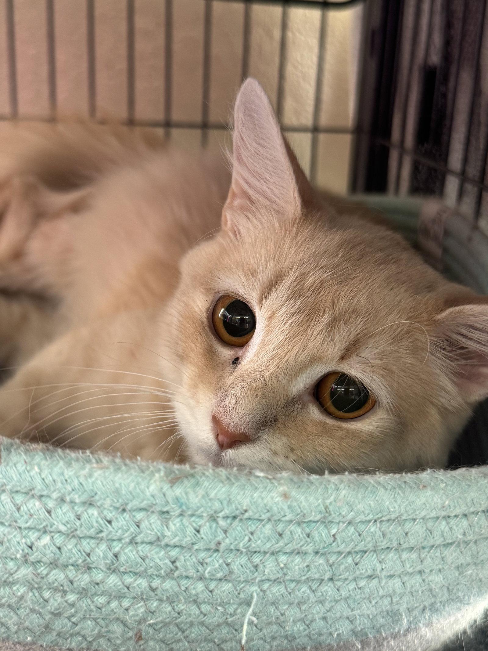Enlarge Bailee, a Adoptable Domestic Medium Hair in Winchendon, MA image 1/2