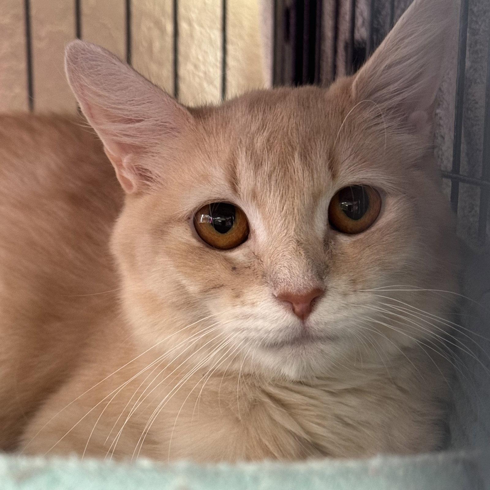Enlarge Bailee, a Adoptable Domestic Medium Hair in Winchendon, MA image 2/2