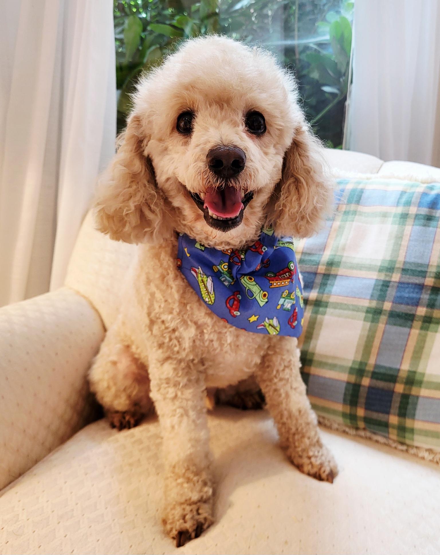 LOUIS, Adopted, Young Male Poodle.
