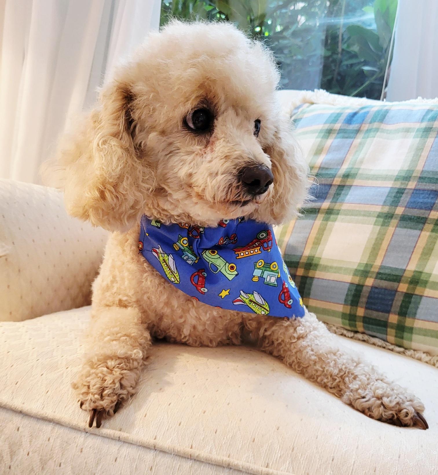 Enlarge LOUIS, a Adopted Poodle in Barium Springs, NC image 2/5