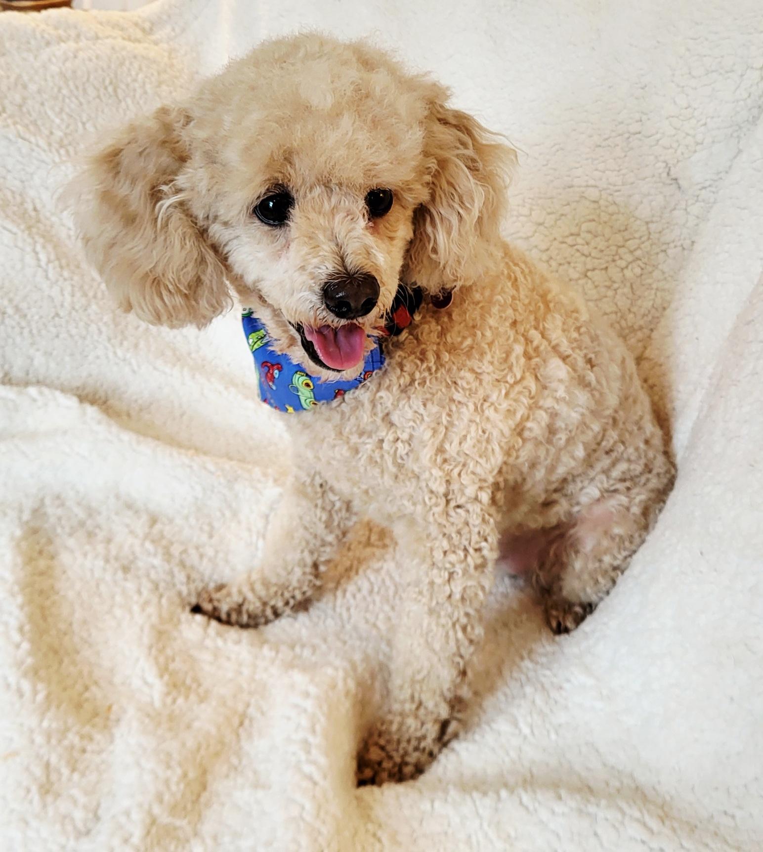Enlarge LOUIS, a Adopted Poodle in Barium Springs, NC image 3/5