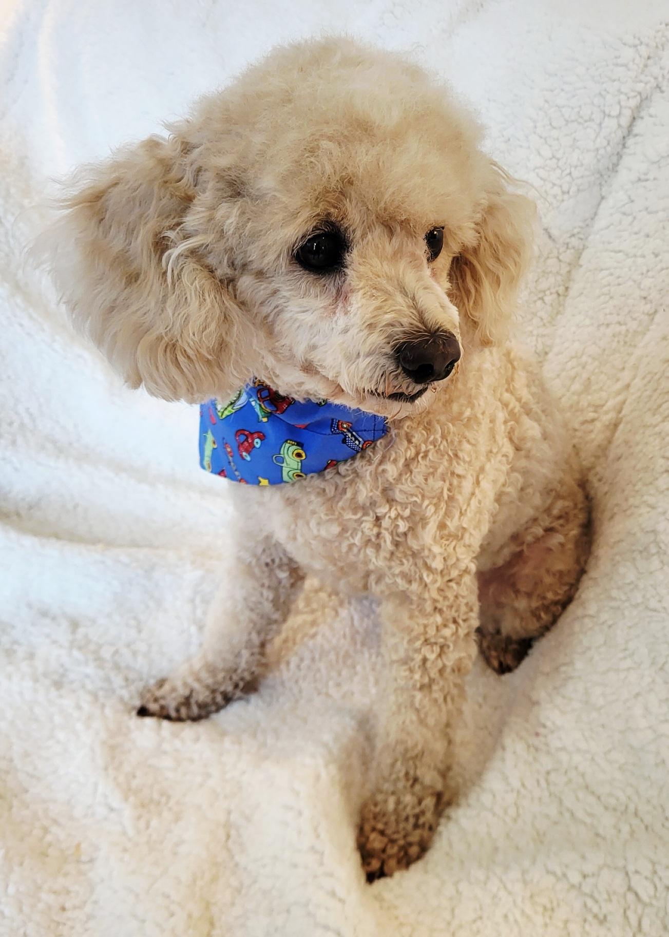 Enlarge LOUIS, a Adopted Poodle in Barium Springs, NC image 4/5