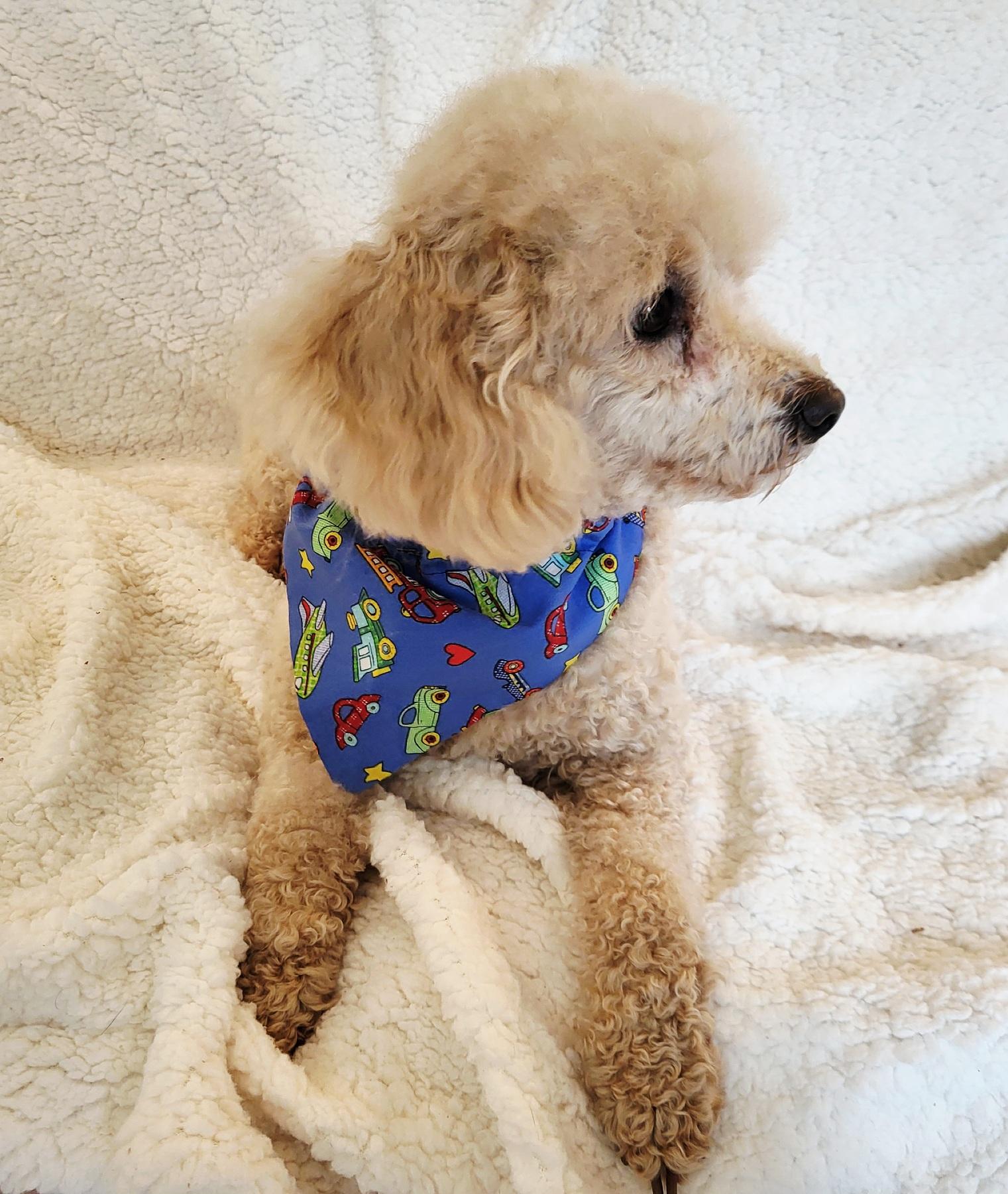 Enlarge LOUIS, a Adopted Poodle in Barium Springs, NC image 5/5