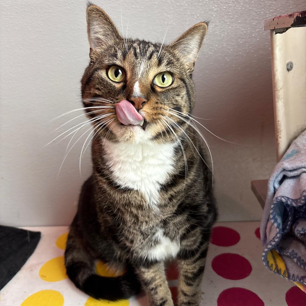 Clyde (Bonded to Bonnie), Adoptable, Adult Male Domestic Short Hair.
