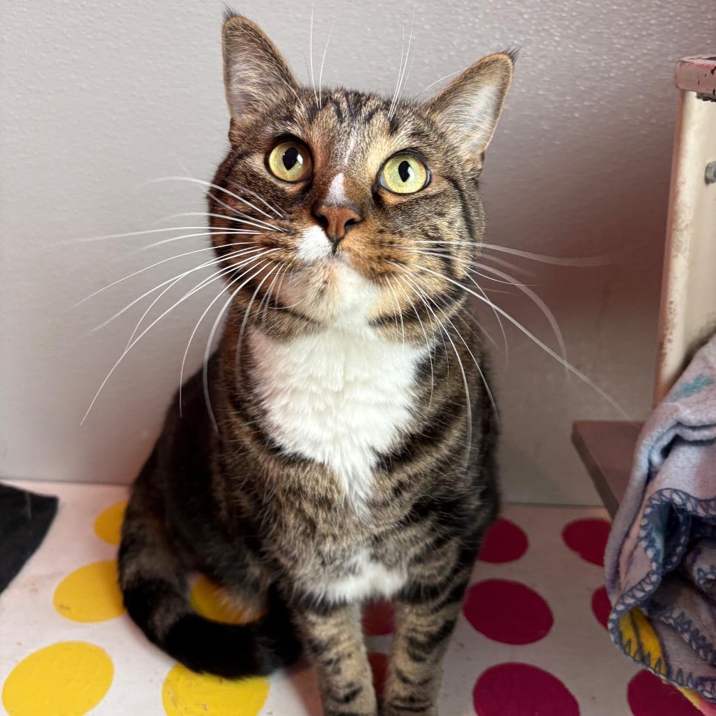 Enlarge Clyde (Bonded to Bonnie), a Adoptable Domestic Short Hair in West Des Moines, IA image 2/3