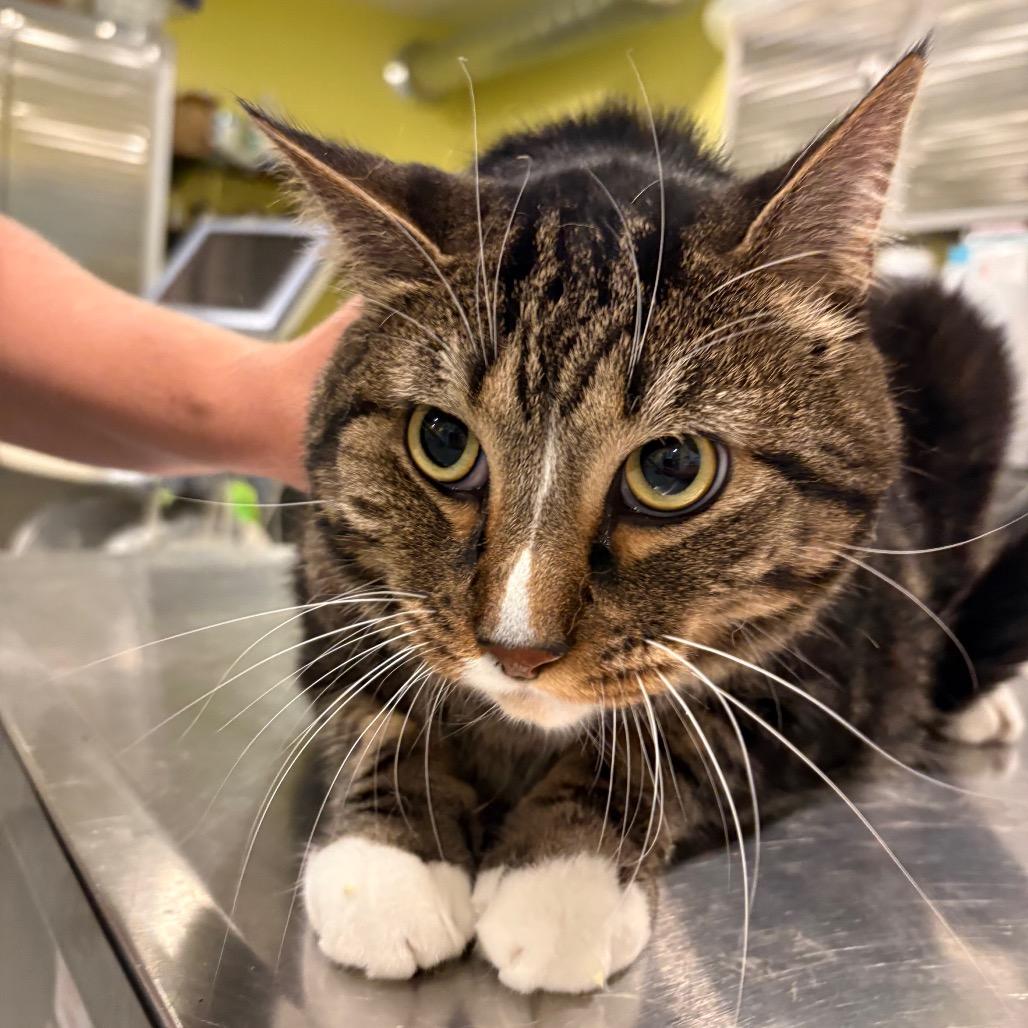 Enlarge Clyde (Bonded to Bonnie), a Adoptable Domestic Short Hair in West Des Moines, IA image 3/3