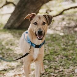 Walt, Adoptable, Adult Male Ibizan Hound.