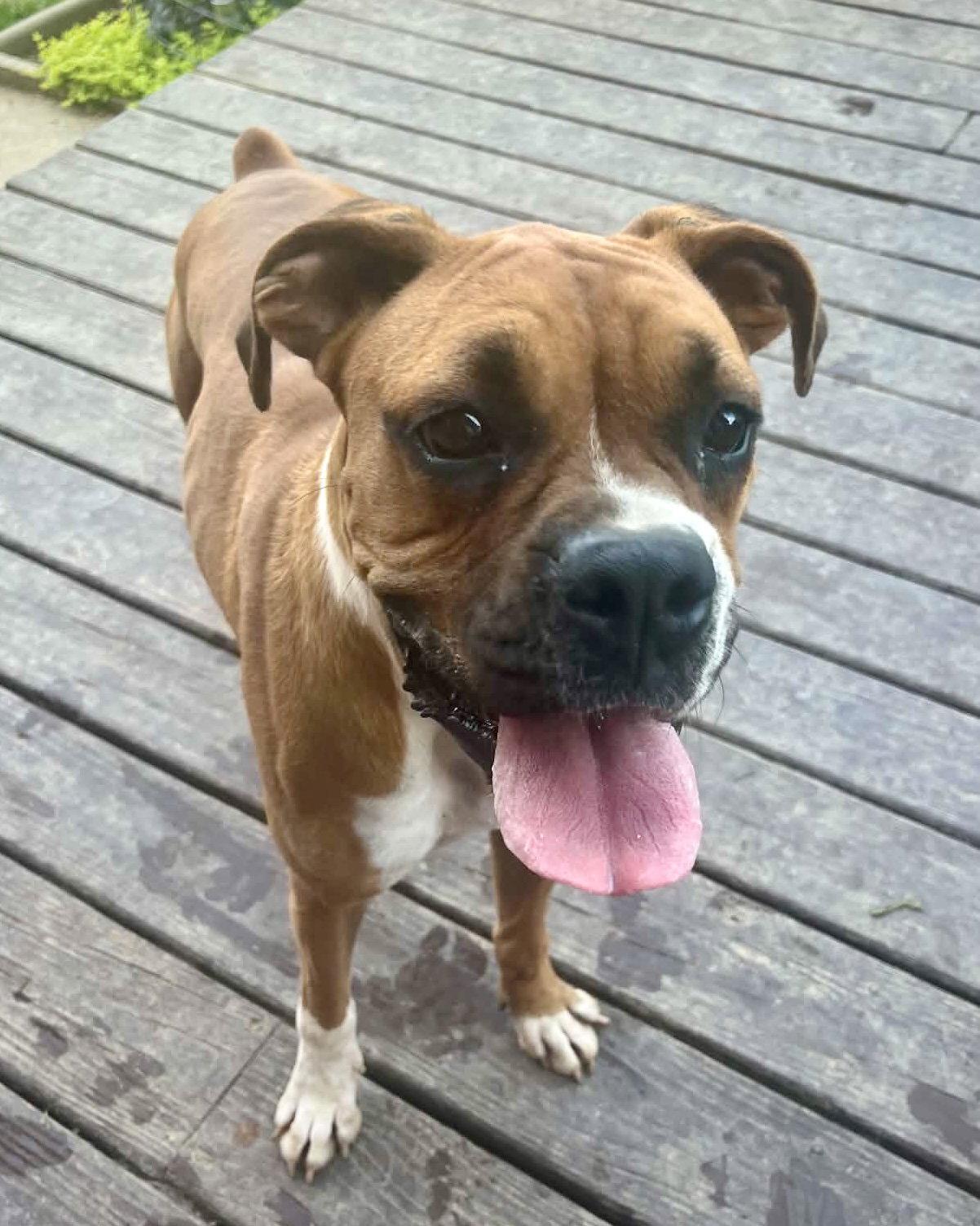 Vita, Adopted, Adult Female Boxer.