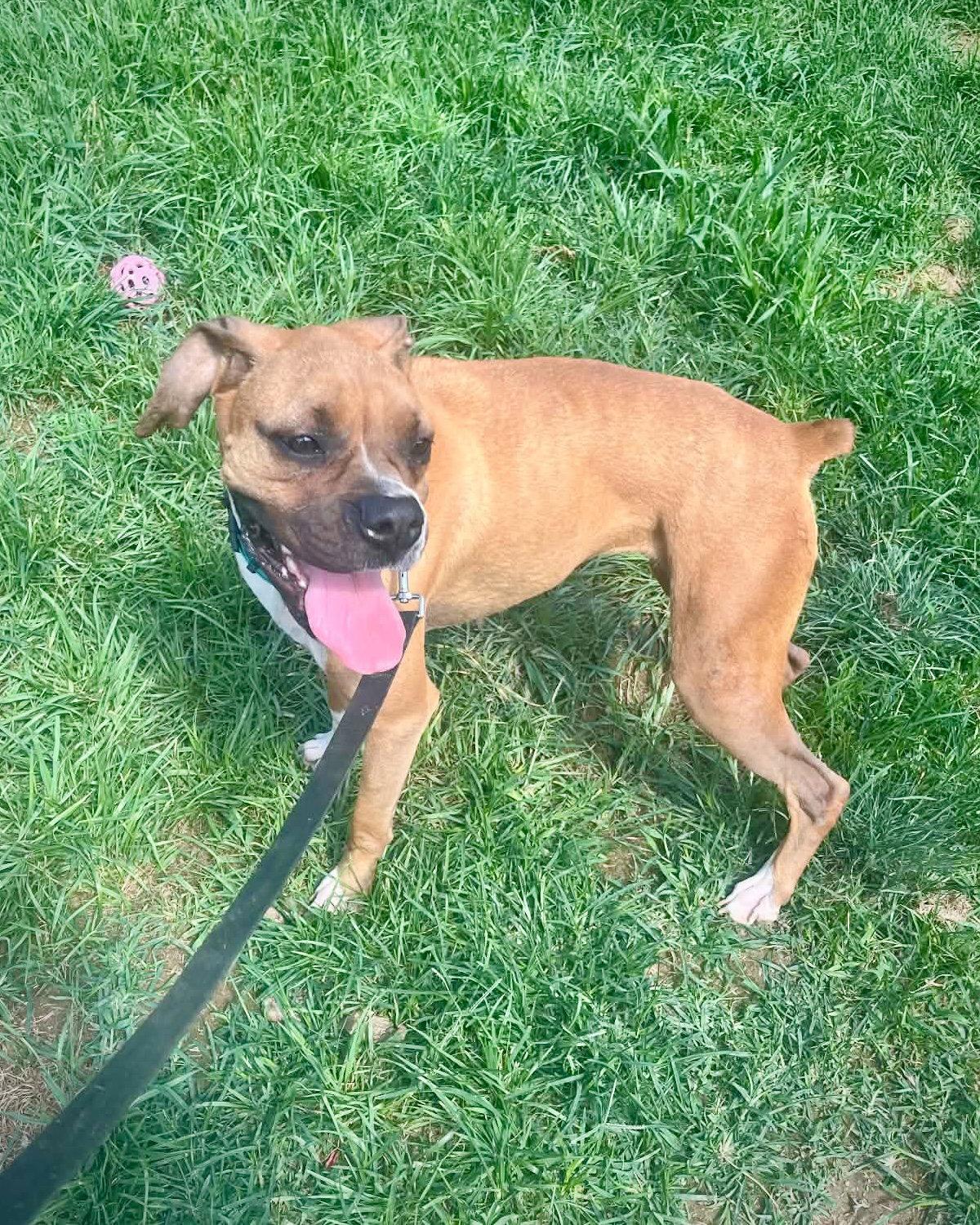 Enlarge Vita, a Adopted Boxer in Monticello, NY image 2/3