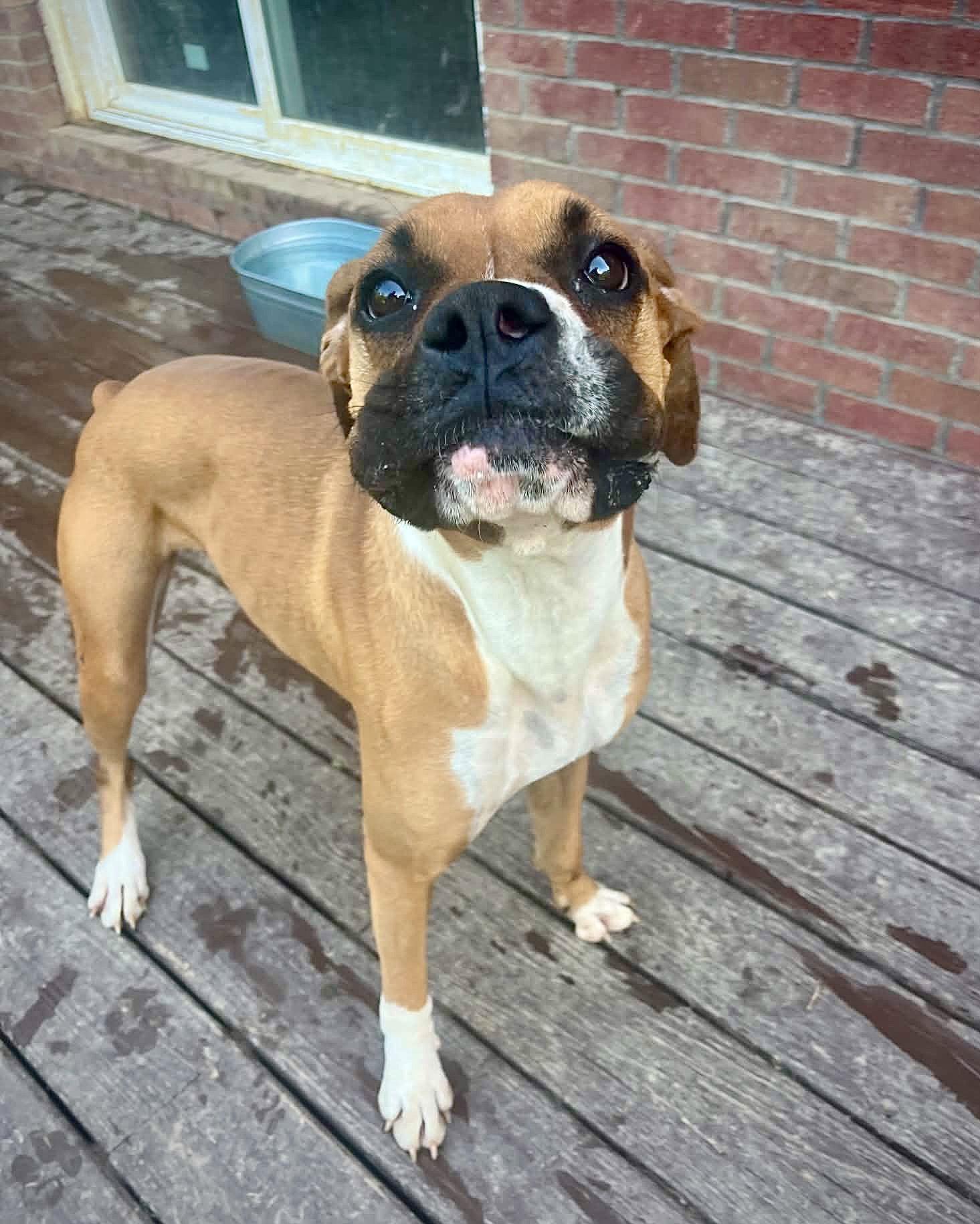 Enlarge Vita, a Adopted Boxer in Monticello, NY image 3/3
