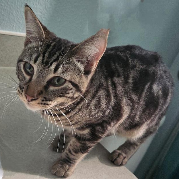 Koah, a Adoptable Tabby in Tustin, CA image 1/6