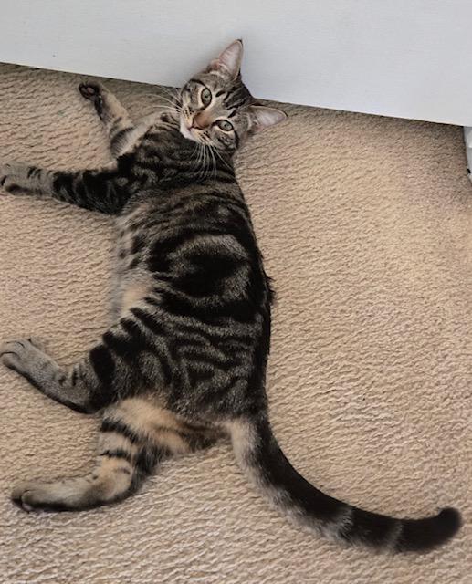 Koah, a Adoptable Tabby in Tustin, CA image 2/6