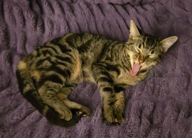 Koah, a Adoptable Tabby in Tustin, CA image 3/6