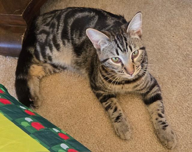 Koah, a Adoptable Tabby in Tustin, CA image 5/6