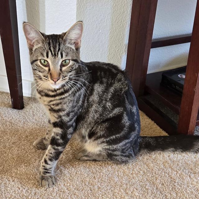 Koah, a Adoptable Tabby in Tustin, CA image 4/6