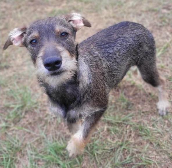 Latte, Adopted, Puppy Male Schnauzer & German Shepherd Dog.