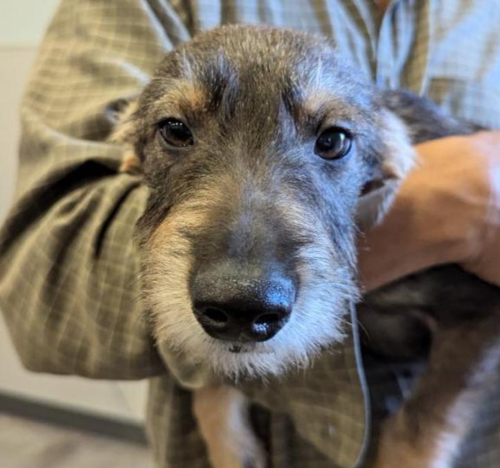 Enlarge Latte, a Adopted mixed breed in Ocala, FL image 2/2