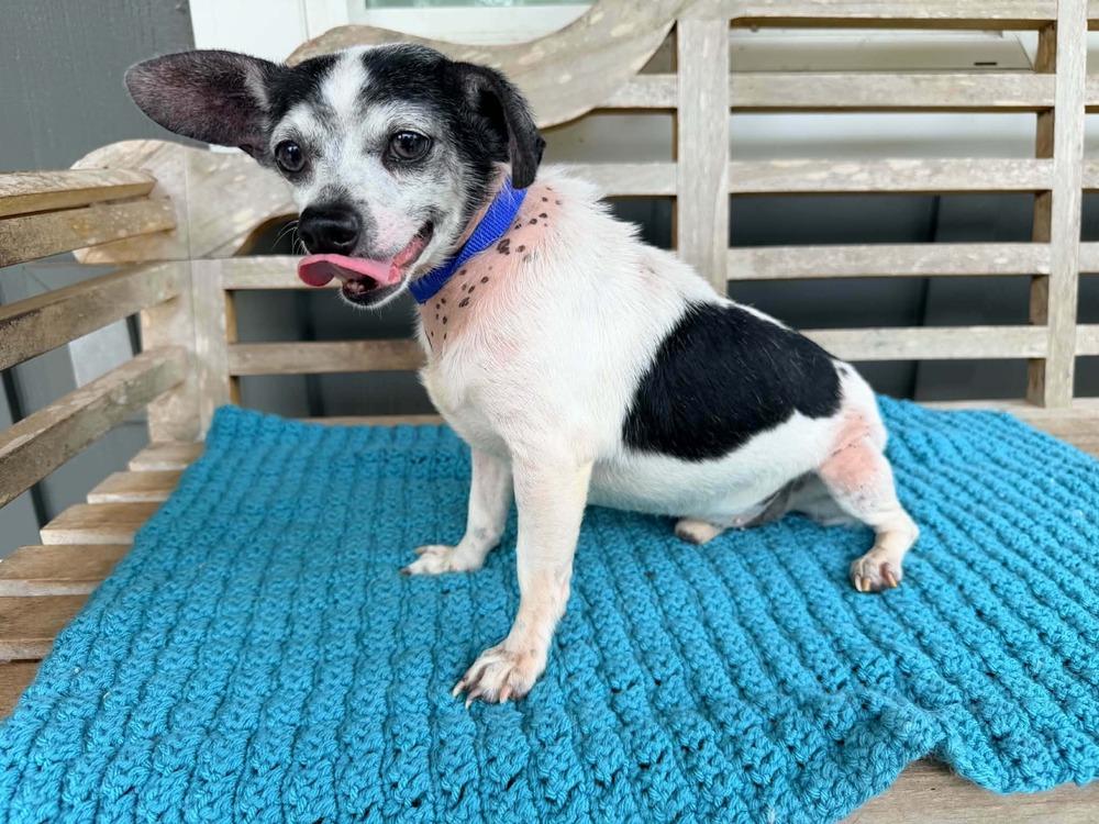 Tucker, a Adoptable mixed breed in New York, NY image 1/3