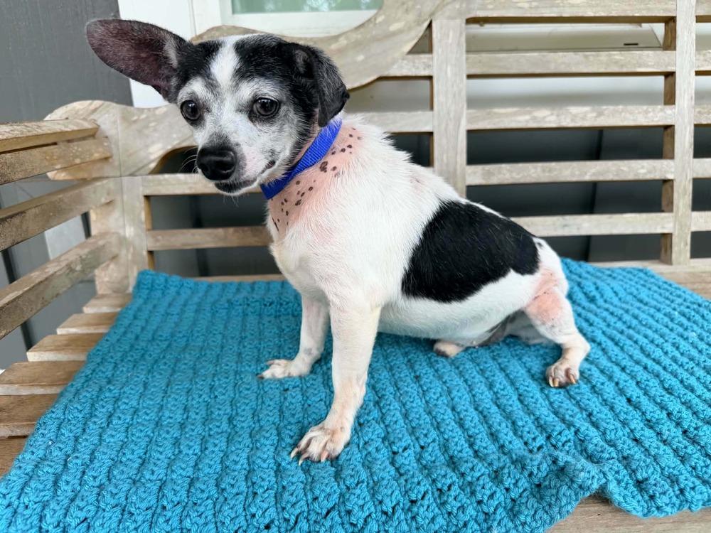 Tucker, a Adoptable mixed breed in New York, NY image 2/3