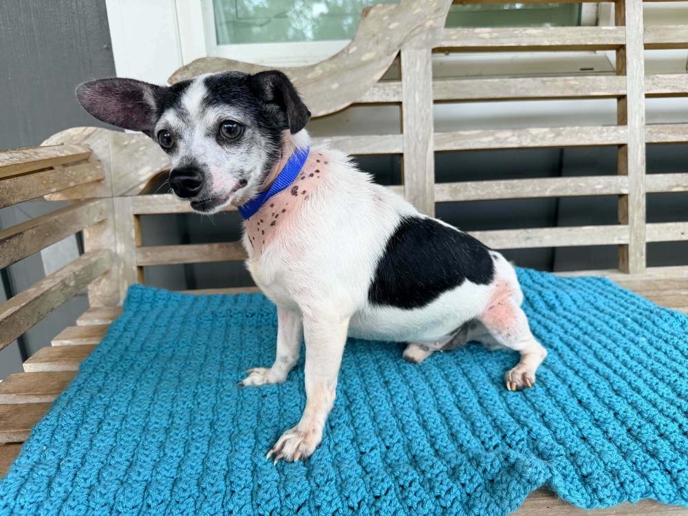 Tucker, a Adoptable mixed breed in New York, NY image 3/3