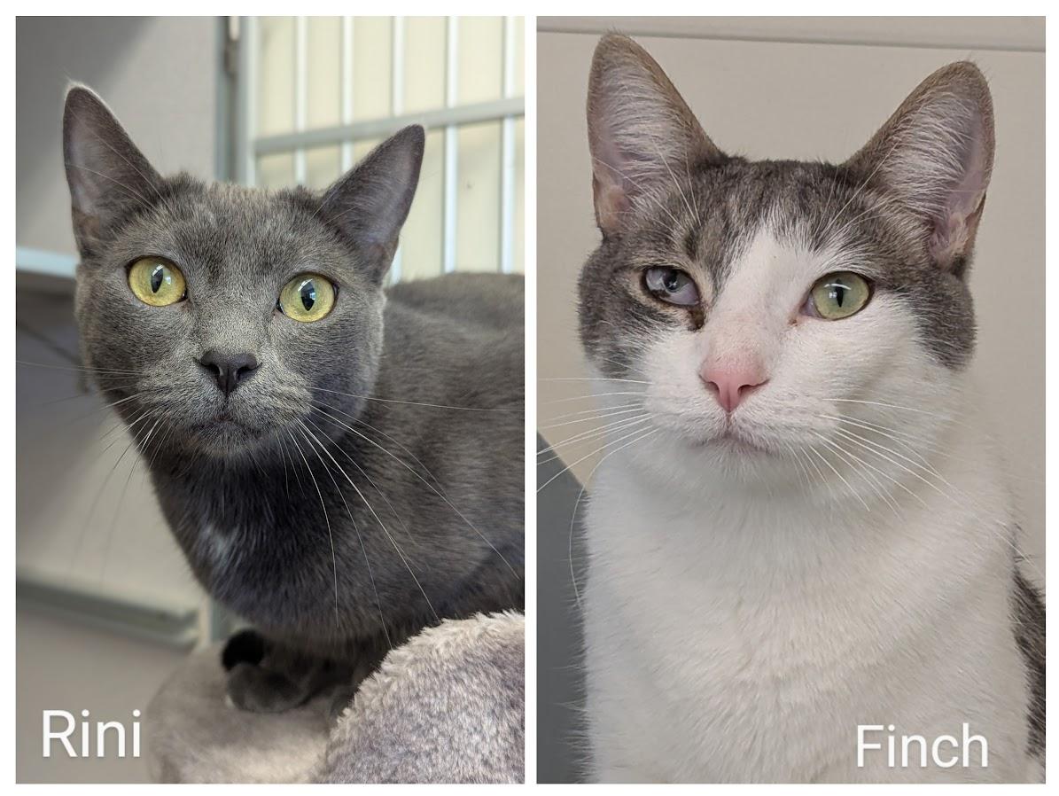 Rini & Finch, Adult Male Domestic Short Hair