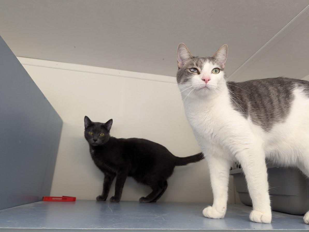 Rini & Finch photo 3