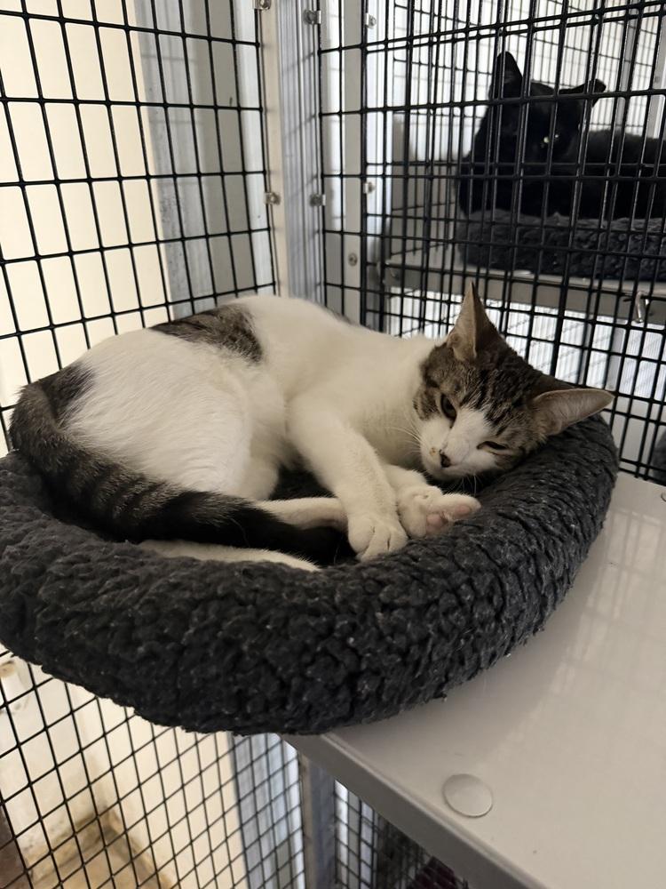 Sunshine, Adoptable, Kitten Female Tabby & Domestic Short Hair.