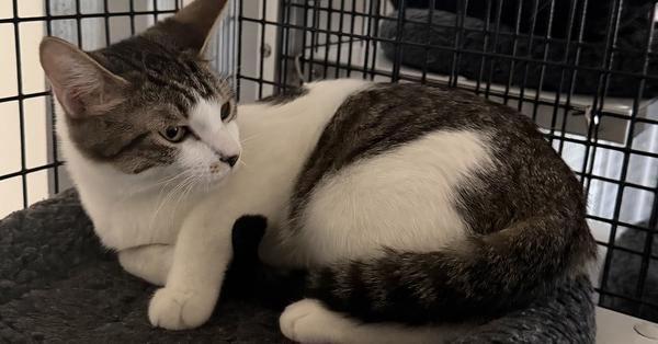 Enlarge Sunshine, a Adoptable mixed breed in Stockton, CA image 2/2