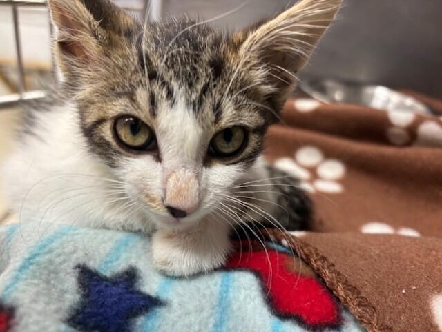 Enlarge Sunshine, a Adoptable mixed breed in Stockton, CA image 1/2