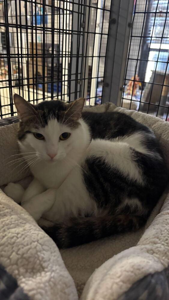 Sunshine, a Adoptable mixed breed in Stockton, CA image 3/3