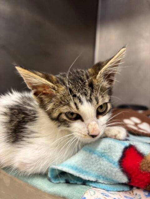 Enlarge Sunshine, a Adoptable mixed breed in Stockton, CA image 2/2