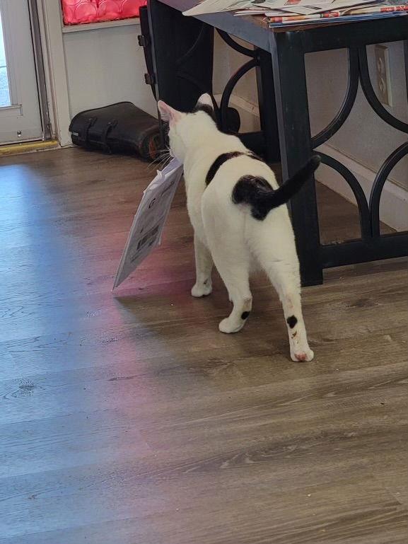 Myrtle Napa HM, Adoptable, Young Female Domestic Short Hair.