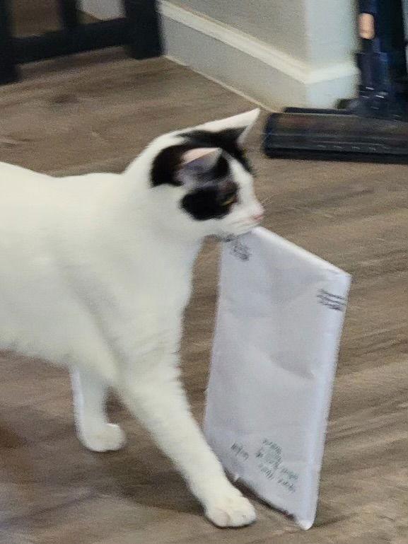 Myrtle Napa HM, a Adoptable Domestic Short Hair in Napa, CA image 2/3