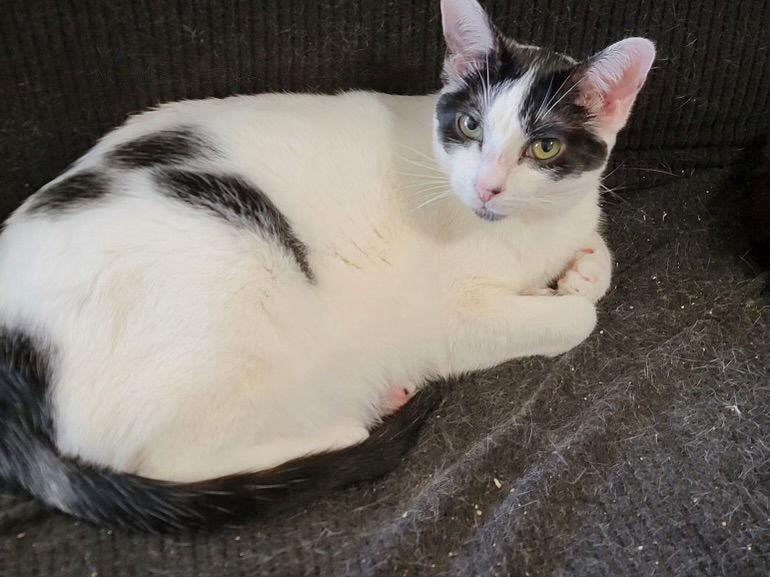 Myrtle Napa HM, a Adoptable Domestic Short Hair in Napa, CA image 3/3