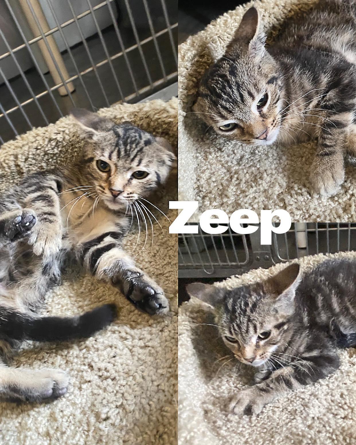 Zeep