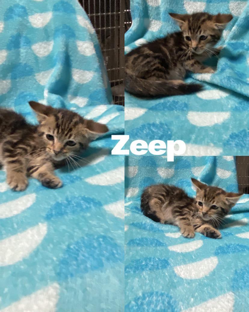 Zeep
