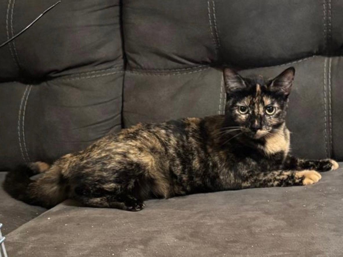 Winry, Adoptable, Young Female Domestic Short Hair.