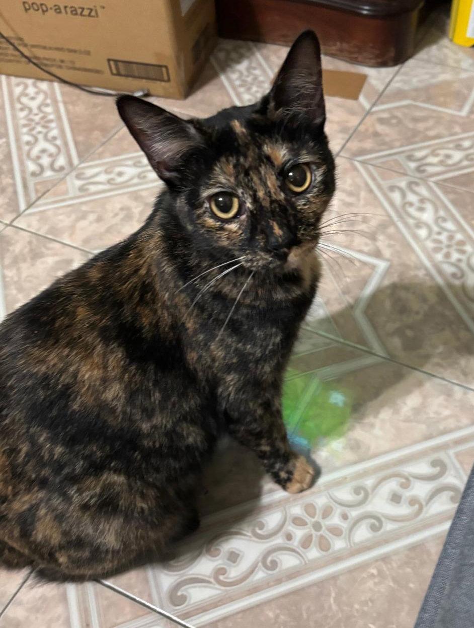 Winry, a Adoptable Domestic Short Hair in Mission Viejo, CA image 2/3